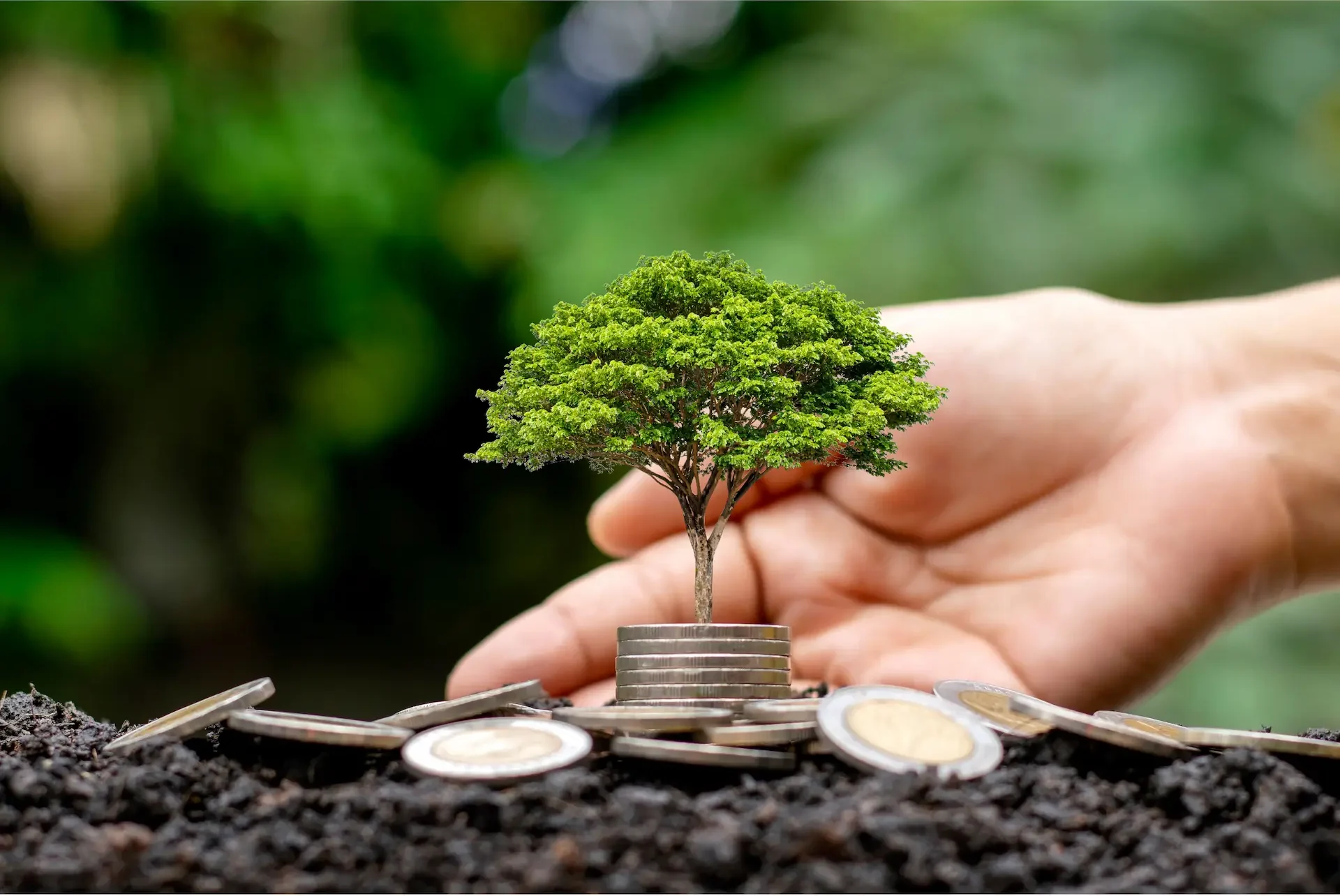 Una mano protegge un piccolo albero che cresce da una pila di monete appoggiate sul terreno. Questa metafora visiva illustra perfettamente l'economia circolare definizione: creare valore economico e sostenibile nel tempo. Applicare i principi economia circolare permette di far crescere l'azienda rispettando l'ambiente, come dimostrano i 3 esempi di economia circolare analizzati nell'articolo.