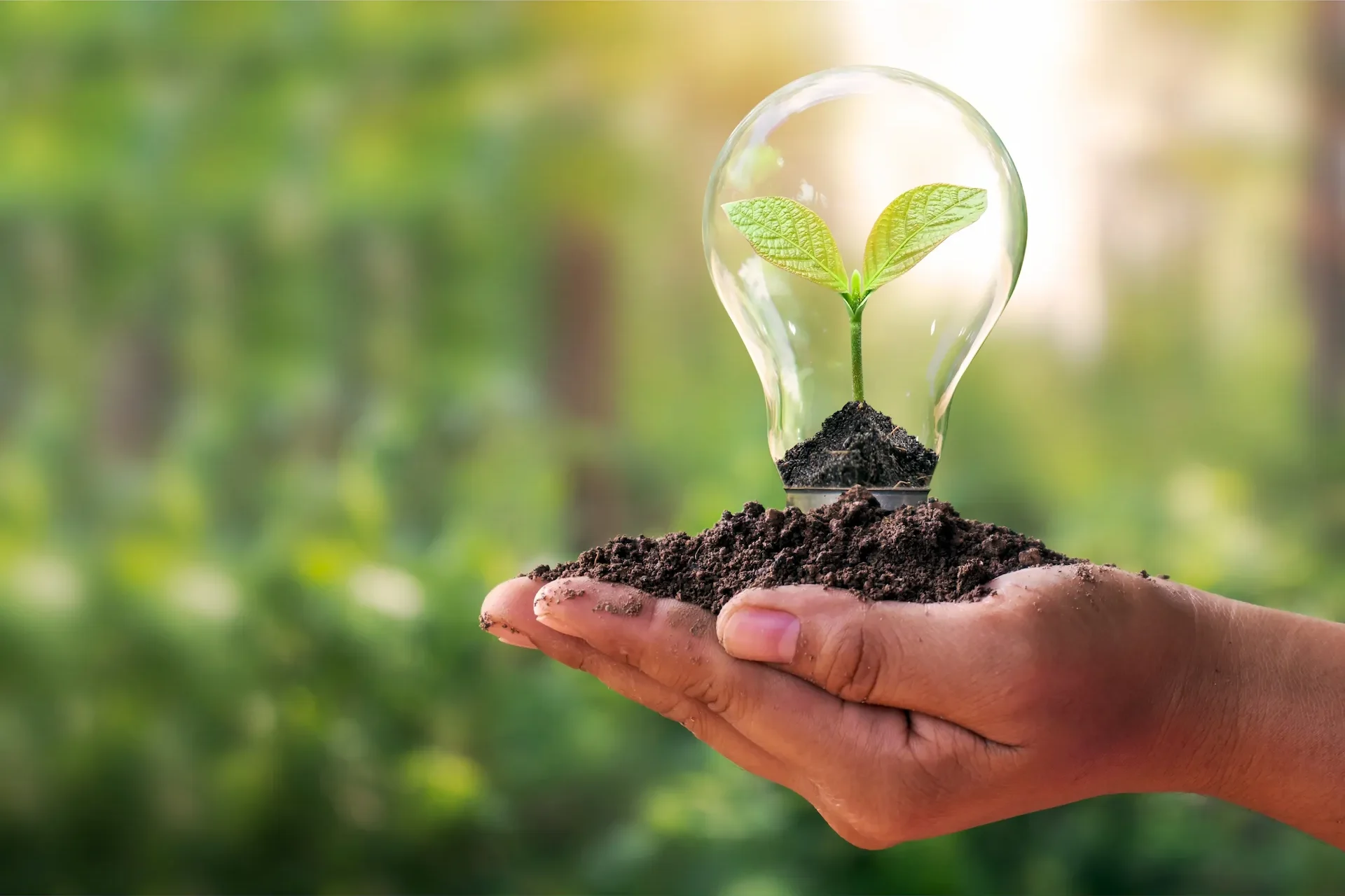 Una mano regge una manciata di terra su cui poggia una lampadina di vetro contenente un piccolo germoglio verde. Questa immagine simboleggia perfettamente l'integrazione della sostenibilità nel modello di business di una società benefit, dove una solida governance illumina e fa crescere l'intera organizzazione aziendale verso un impatto positivo.