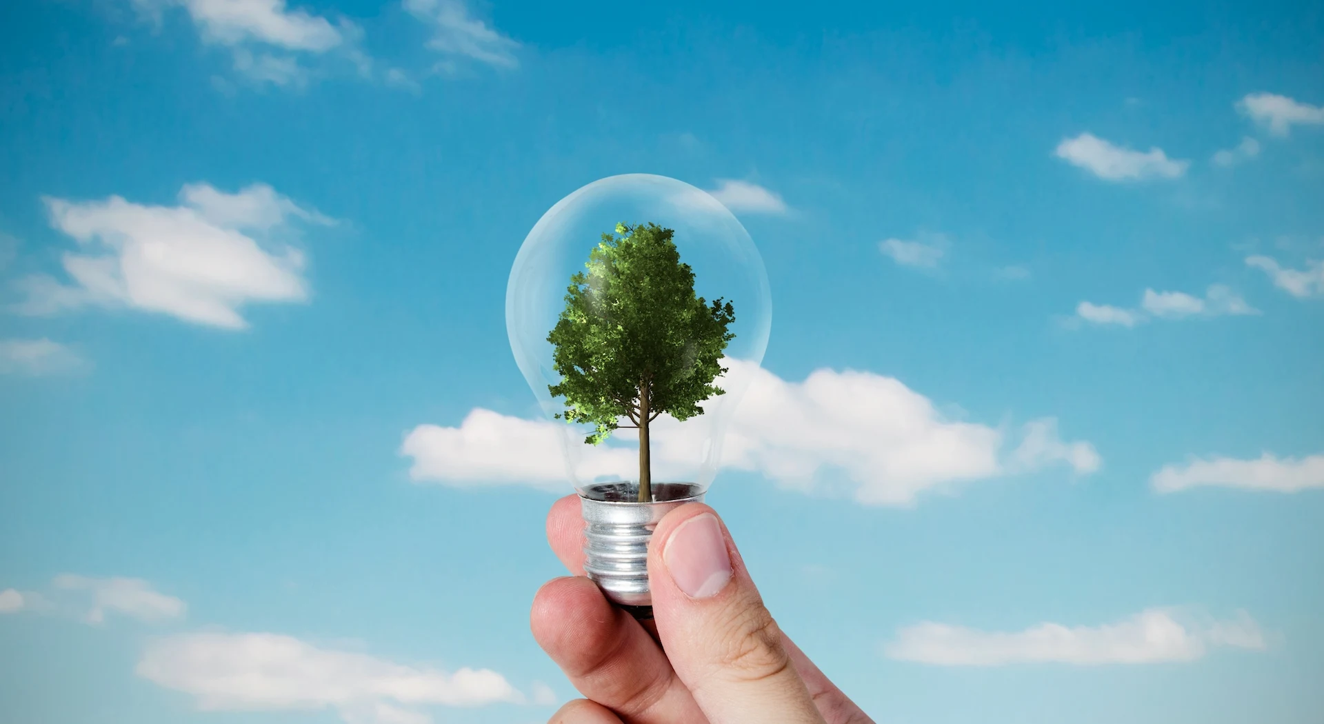 Mano che tiene una lampadina con all'interno un albero verde su sfondo di cielo azzurro, a rappresentare l'energia pulita e l'efficienza energetica in azienda